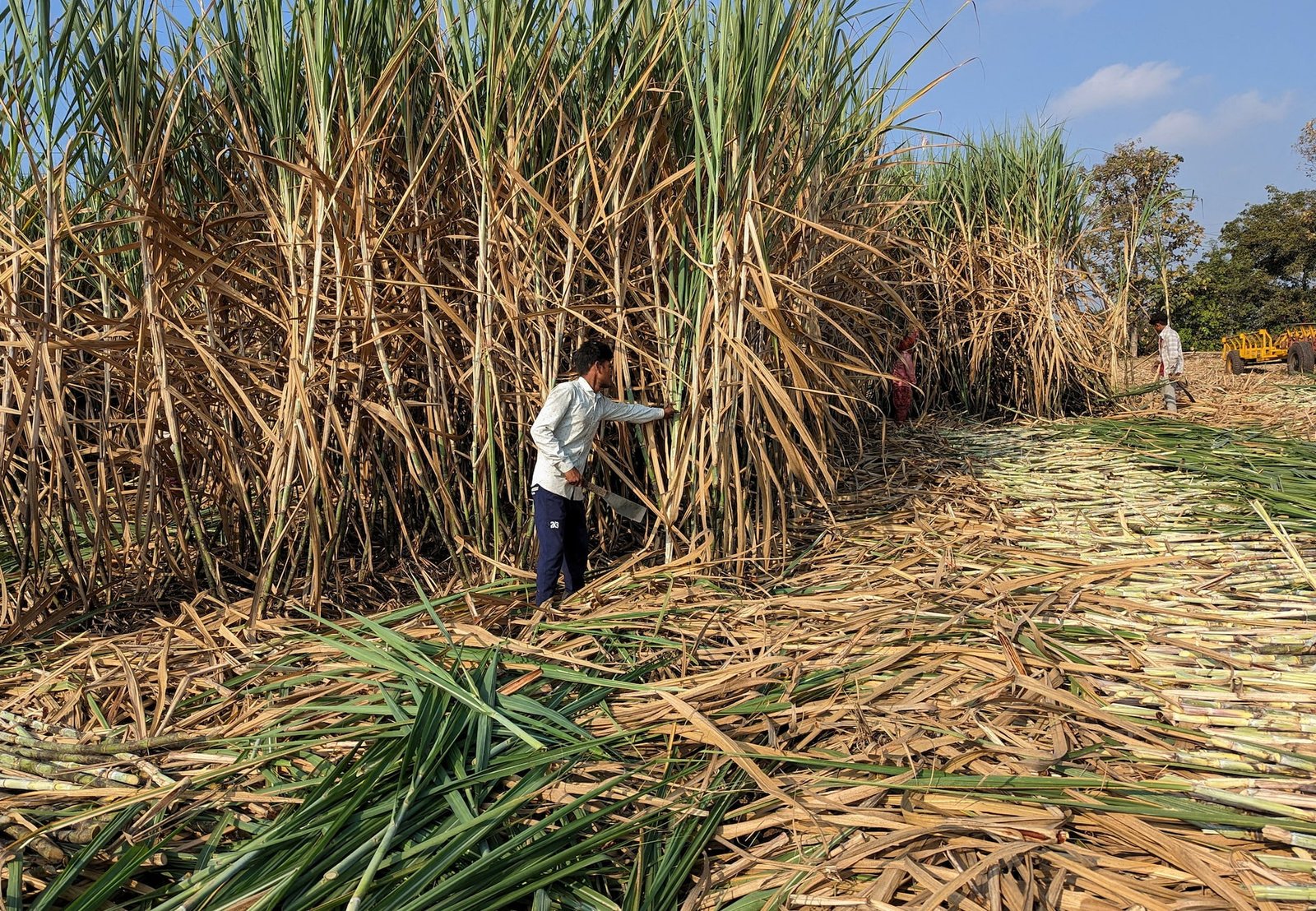 q4kl4uqmvzkabbjuny54fzl6ie Workers harvest sugarcane in a filed in Kolhapur district