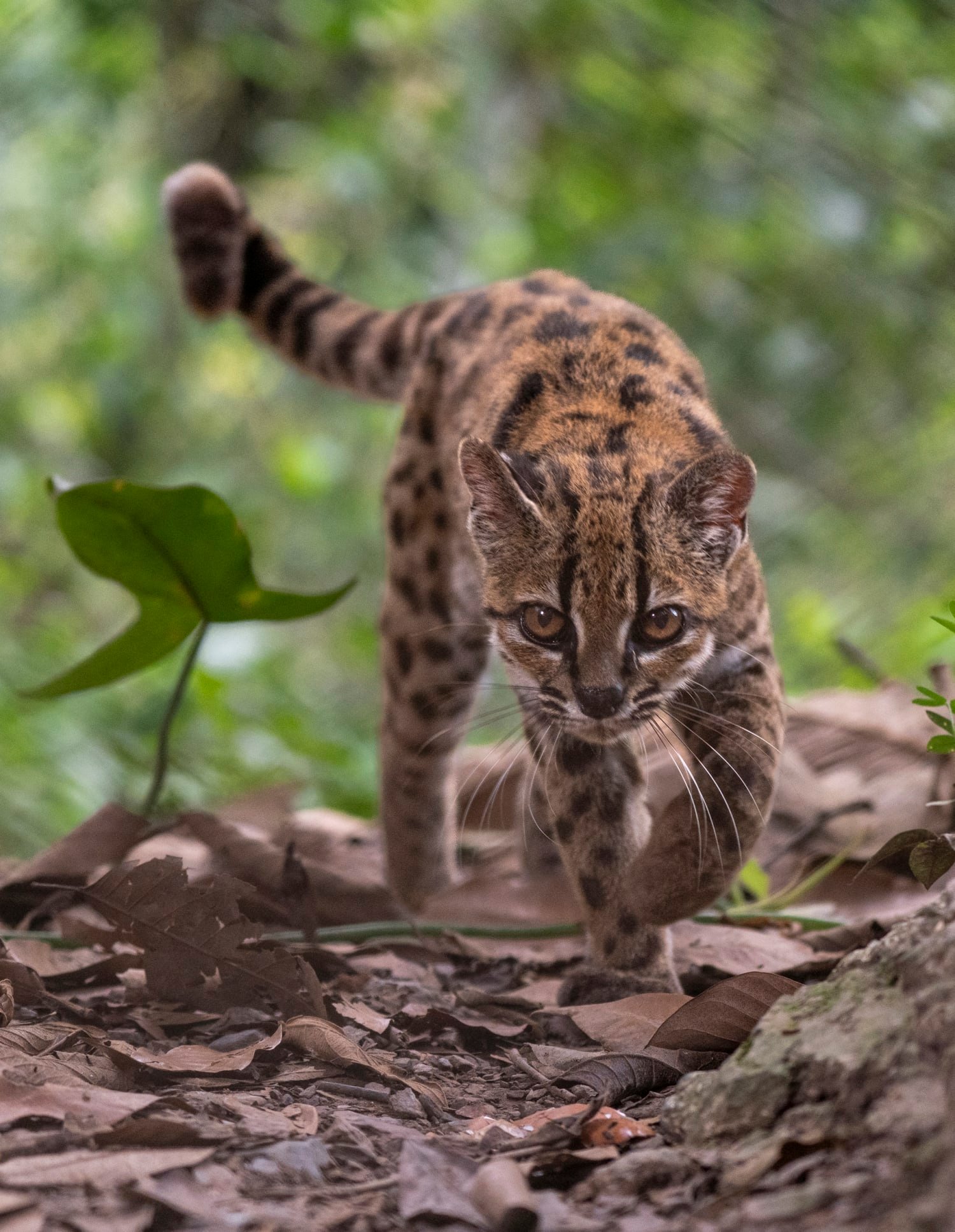 New wild cat species is identified for first time in 100 years, researchers  say
