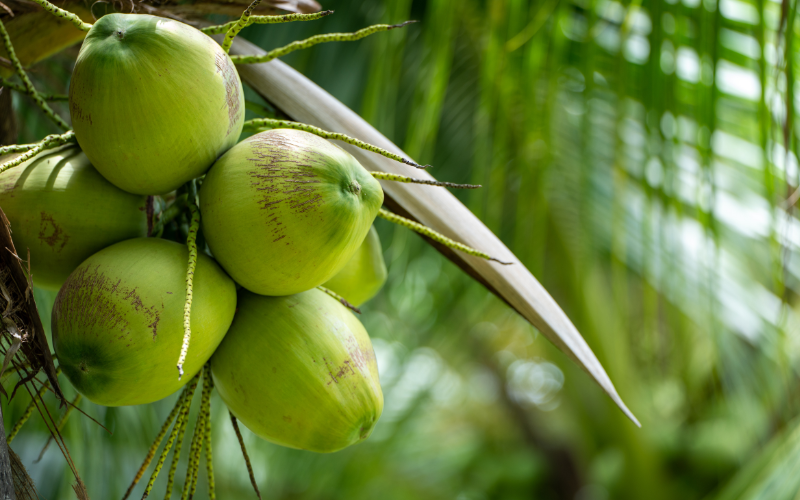 bienfaits-nutritionnels-noix-coco-frac3aeche-bio Organic fresh coconut: its benefits