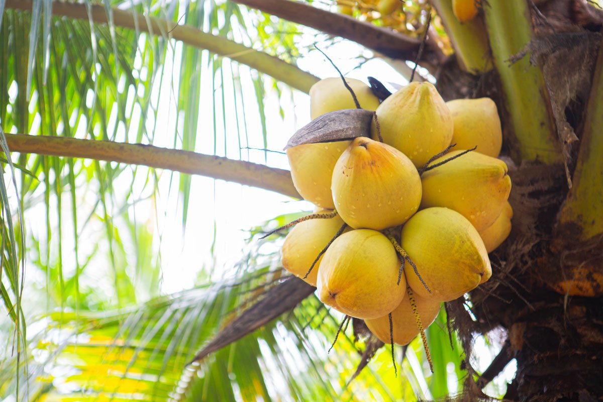 coconuts-on-a-coconut-palm What is a Coconut?