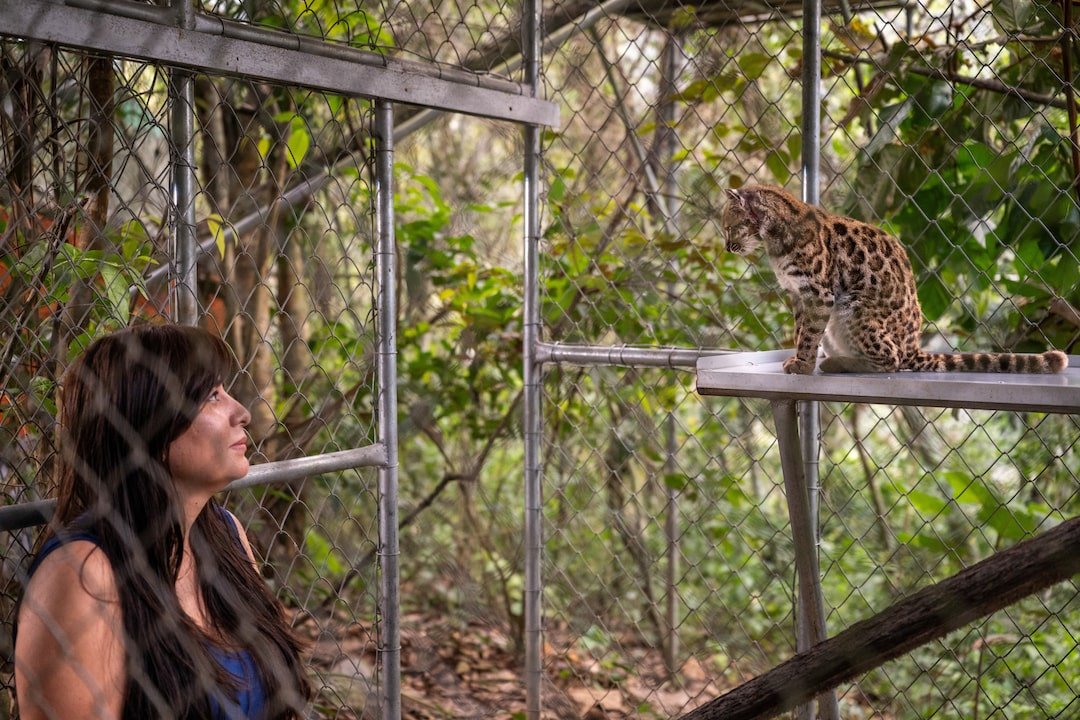 National Geographic Explorer Paola Nogales Ascarrunz observes Leopardus tilcayo cat at the Senda Verde animal refuge in Yungas region